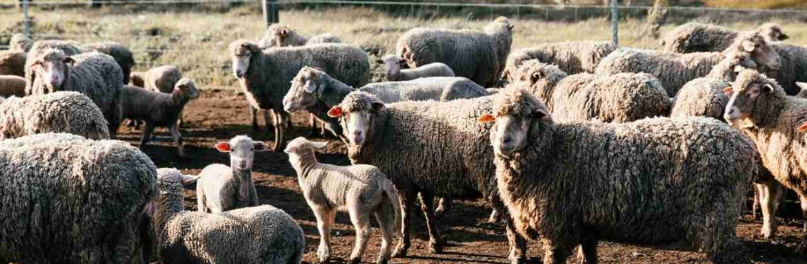 ovce-na-selu-stado